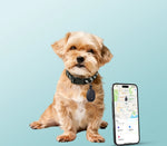 Smart Tracker Collar (Small Dog)