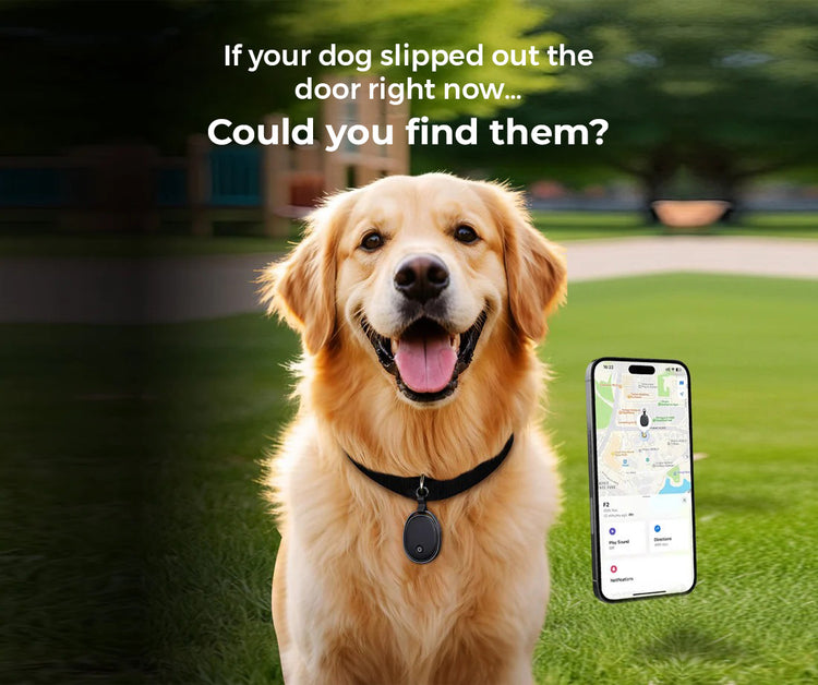 files/dog_banner_main_mobile.jpg